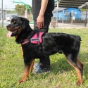 Nagrdnik-za-kuce-Sports-Dog-2944